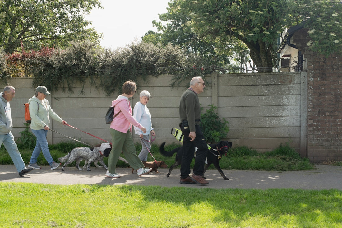 Five older adults walking their dogs on a sidewalk.