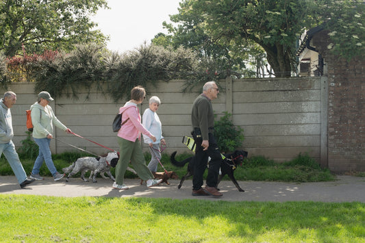 Five older adults walking their dogs on a sidewalk.
