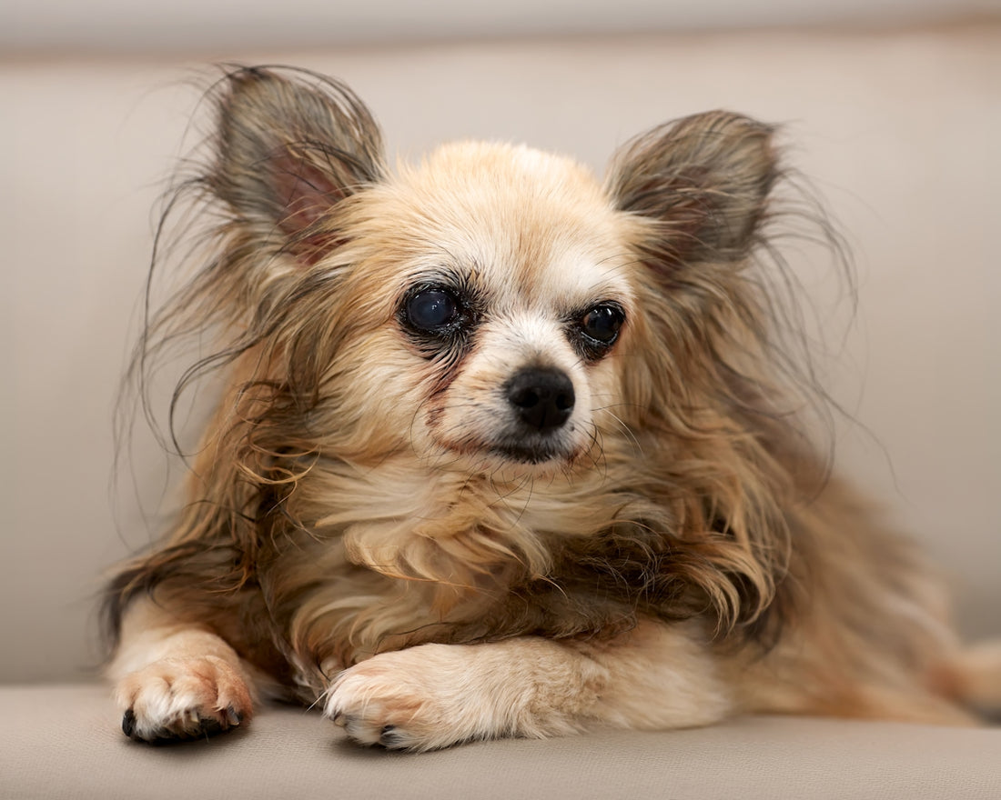 A long-haired chihuahua dog resting on a couch.