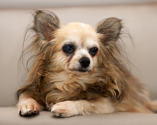 A long-haired chihuahua dog resting on a couch.