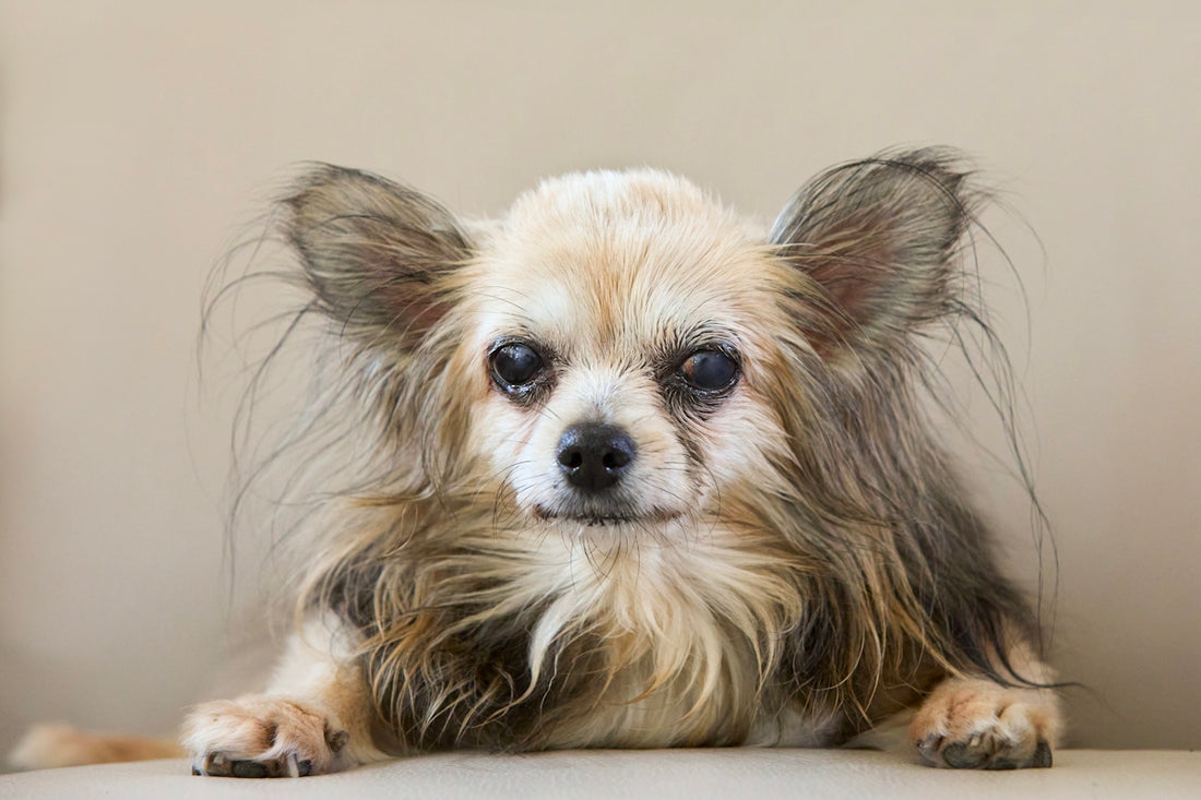 A long-haired chihuahua dog looking directly at the camera.