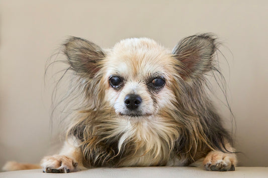 A long-haired chihuahua dog looking directly at the camera.