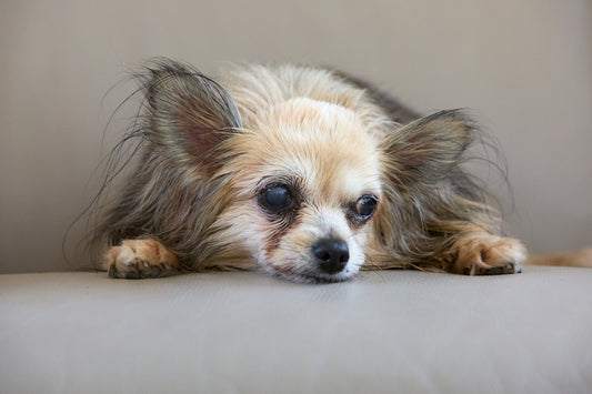 A long-haired chihuahua dog resting on a light surface.