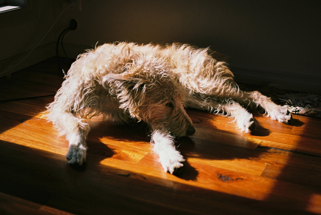 A shaggy light-colored dog lying on a wooden floor in a patch of sunlight.