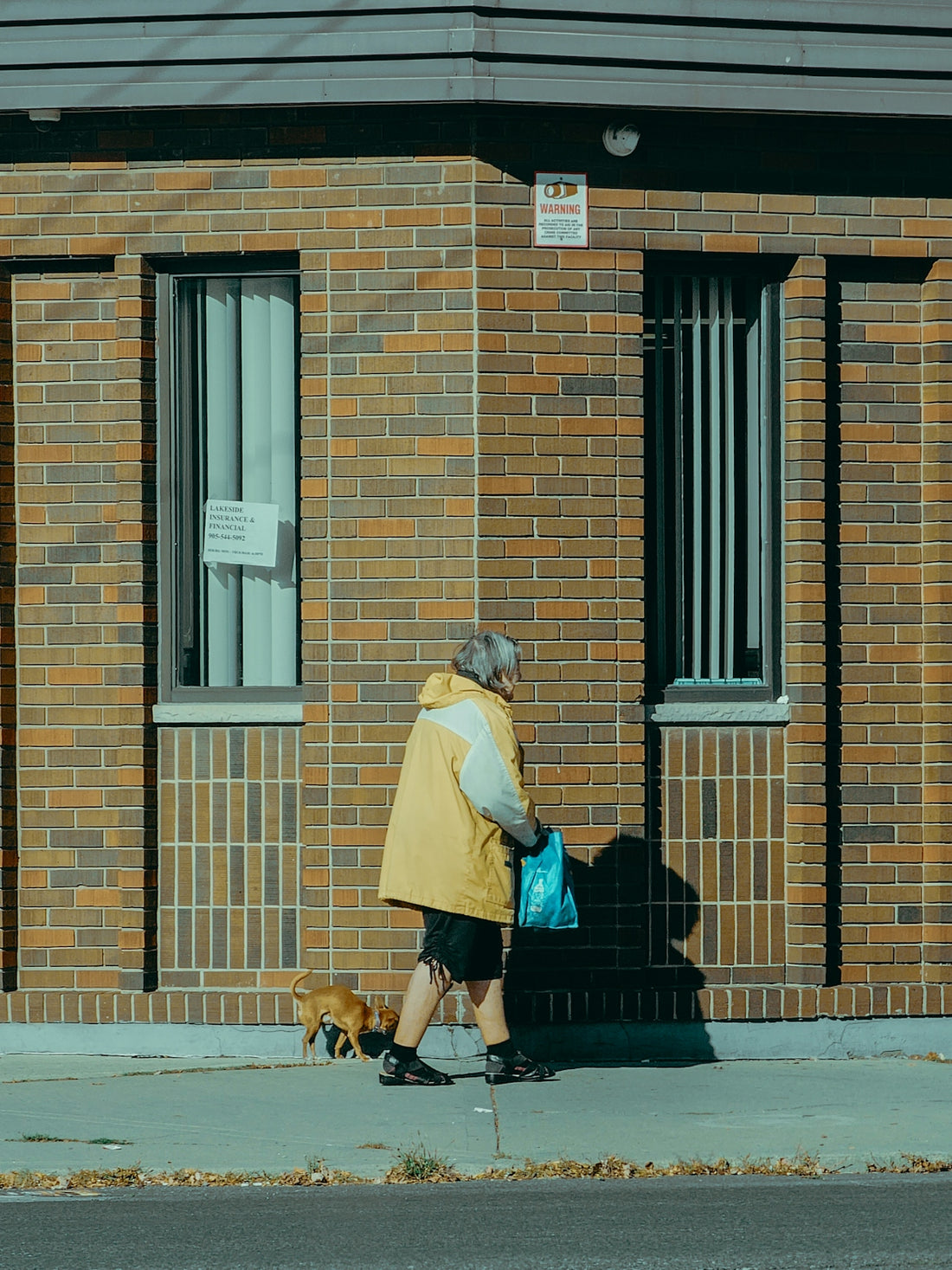 A person in a yellow jacket walking a small brown dog past a brick building